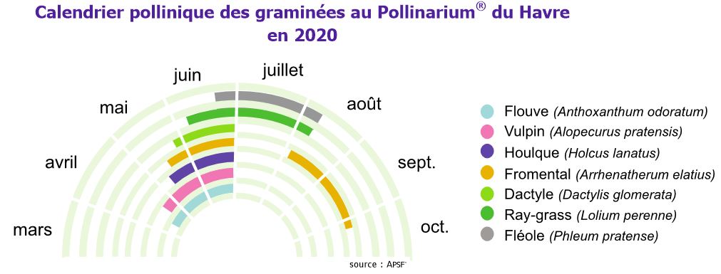 Calendrier pollinique des graminées au Pollinarium du Havre en 2020