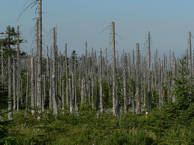 Exemple d’impact de pluies acides sur les conifères (monts de la Jizera, République Tchèque)