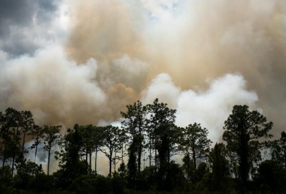 Incendie forêt