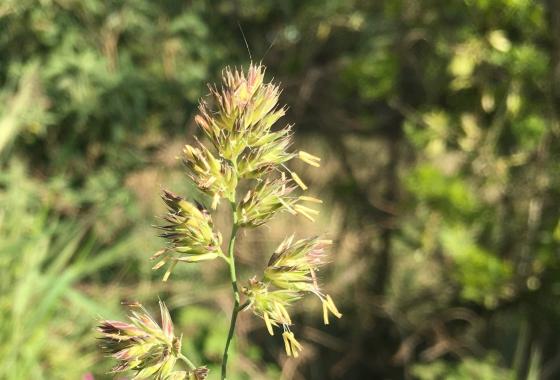 Graminée (Dactylis glomerata)