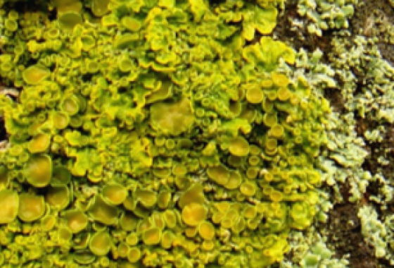 Lichen