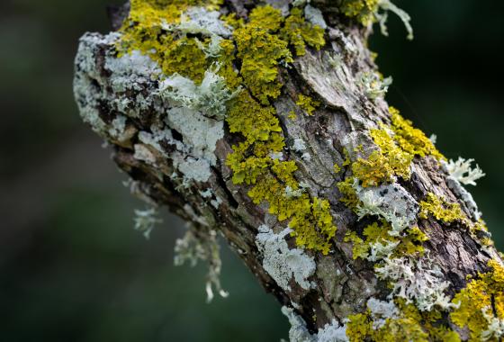 Lichens sur une branche d’arbre (crédit photo : Freepik)