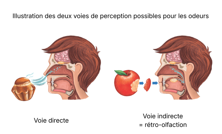 Illustration des deux voies de perception possibles pour les odeurs © Atmo Normandie