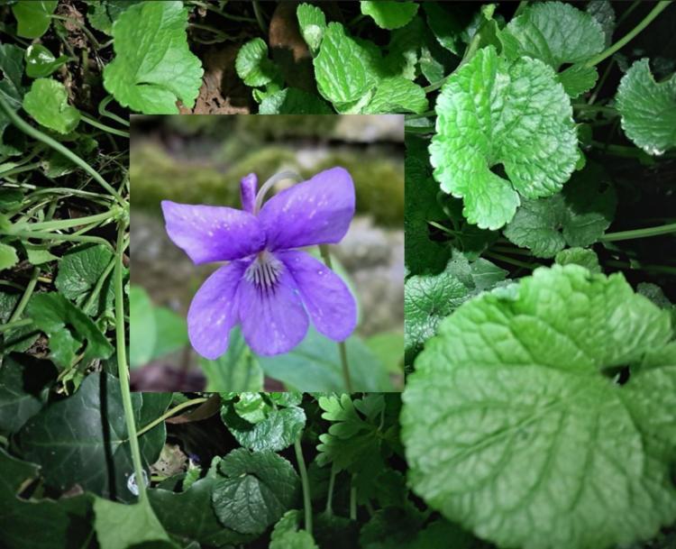 Viola odorata ©Stéphane Dulau