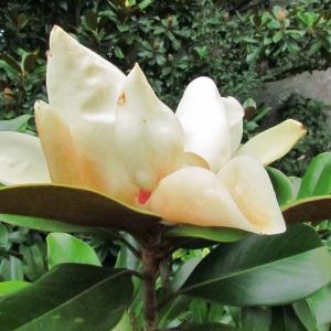 Magnolia Grandiflora ©Tela Botanica