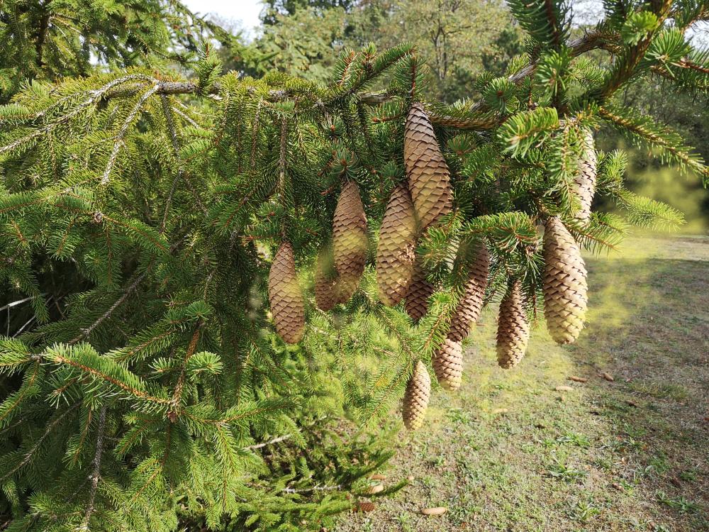 Pollens de cèdre