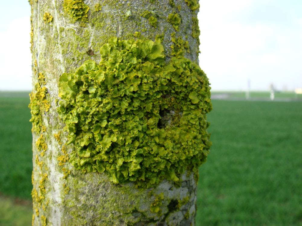 Xanthoria parietina