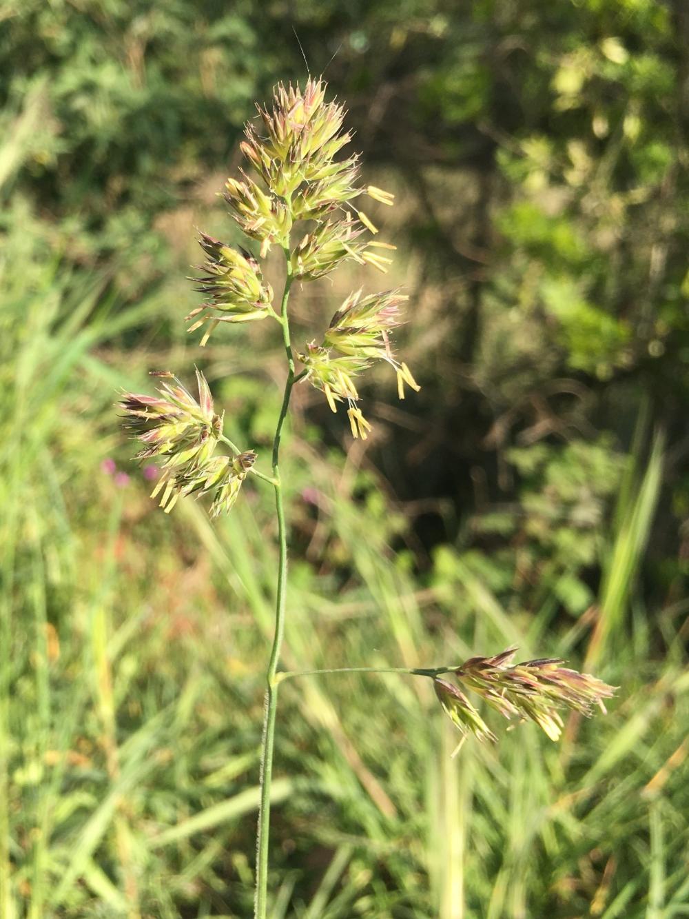 Graminée (Dactylis glomerata)