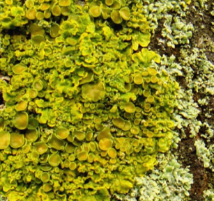 Lichen