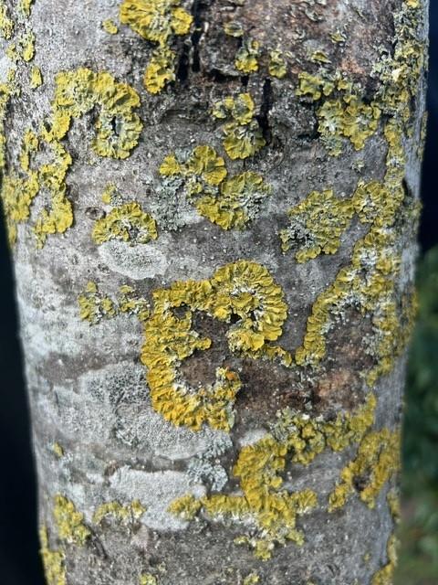 Lichens sur un tronc d’arbre (crédit photo : Atmo Normandie)