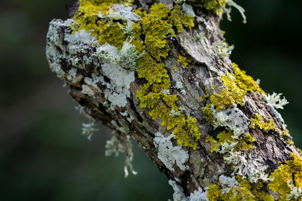 Lichens sur une branche d’arbre (crédit photo : Freepik)