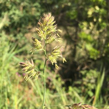 Graminée (Dactylis glomerata)