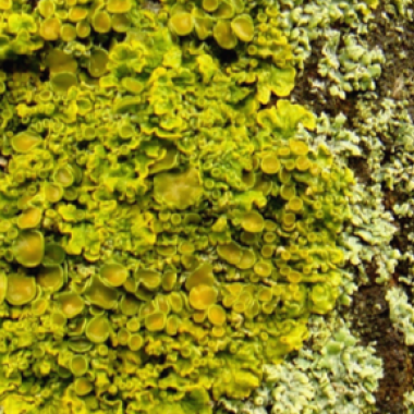 Lichen