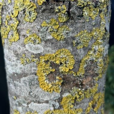 Lichens sur un tronc d’arbre (crédit photo : Atmo Normandie)