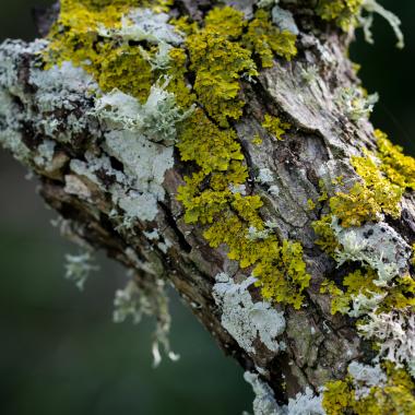 Lichens sur une branche d’arbre (crédit photo : Freepik)